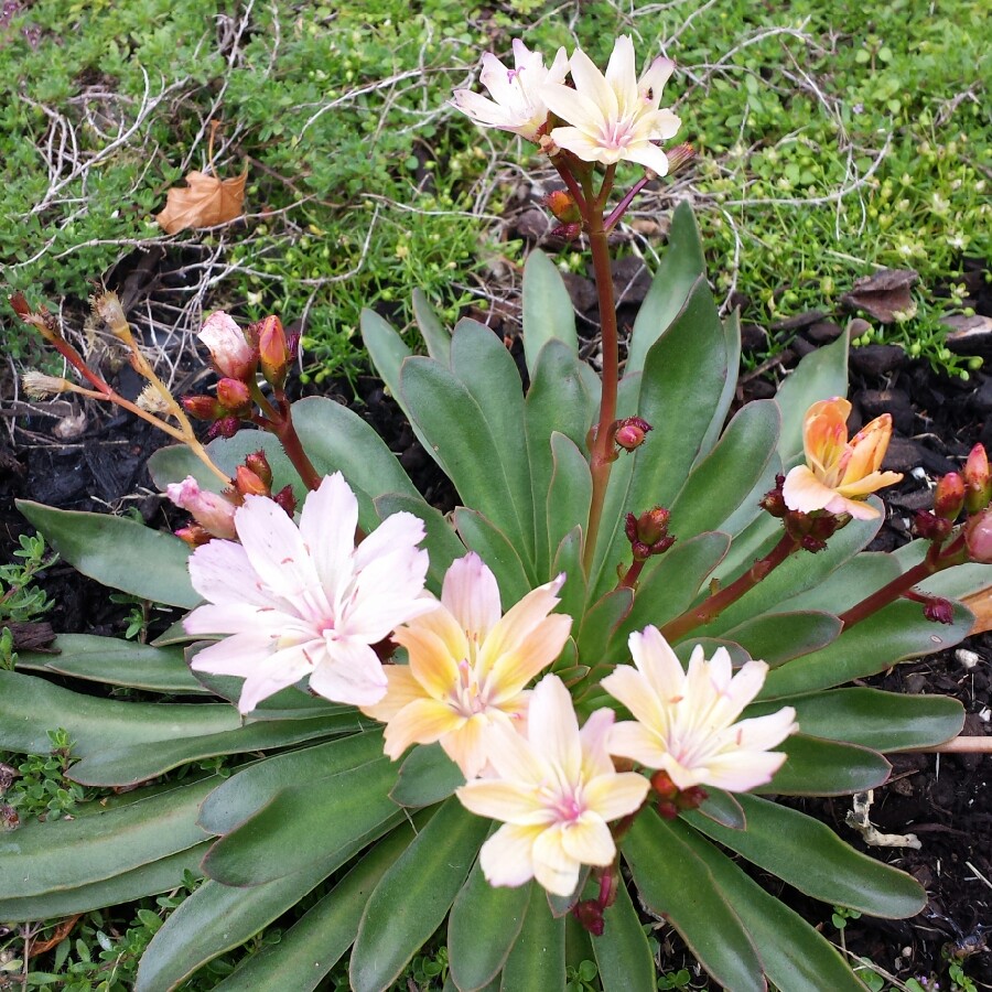 Lewisia Little Peach in the GardenTags plant encyclopedia