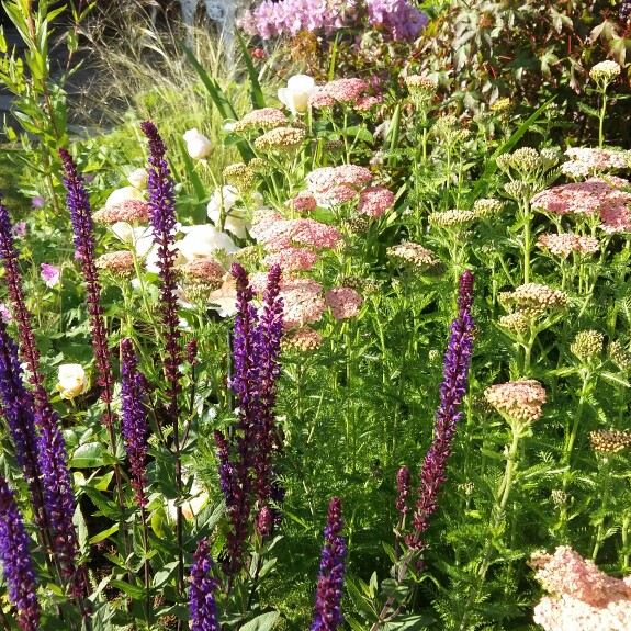 Achillea Salmon Beauty in the GardenTags plant encyclopedia