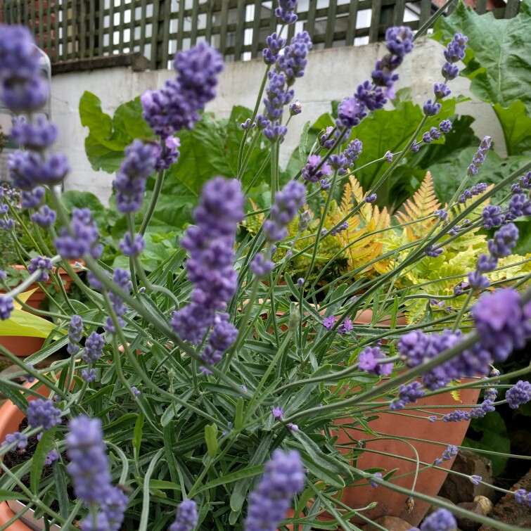 Lavandula angustifolia 'Dow4' syn. Lavandula angustifolia 'Melissa ...