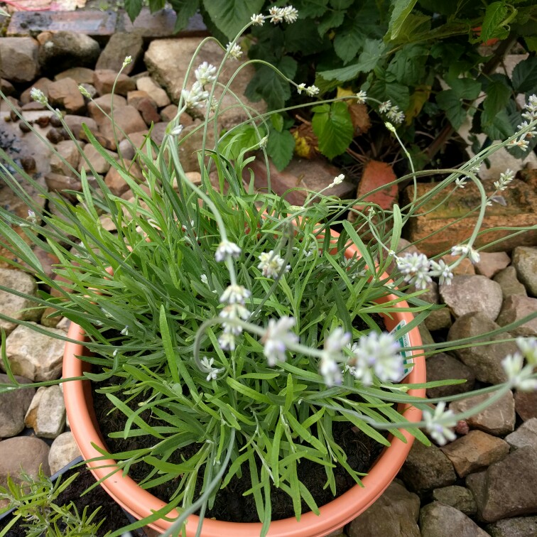 Lavender Rosea in the GardenTags plant encyclopedia