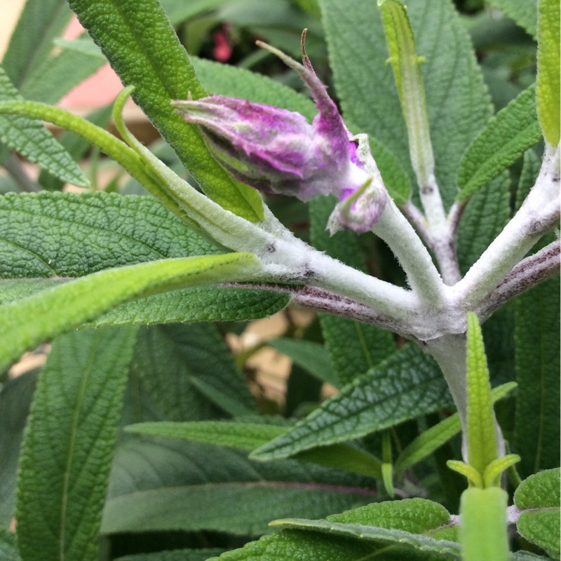 Mexican Bush Sage Midnight in the GardenTags plant encyclopedia