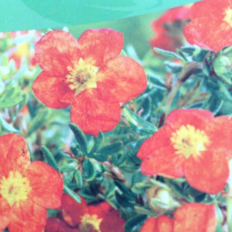 Shrubby cinquefoil  Red Joker in the GardenTags plant encyclopedia