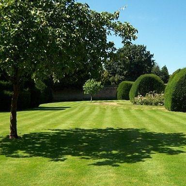 Lawn in the GardenTags plant encyclopedia