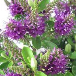 Shrubby Veronica Hebedonna Diana in the GardenTags plant encyclopedia