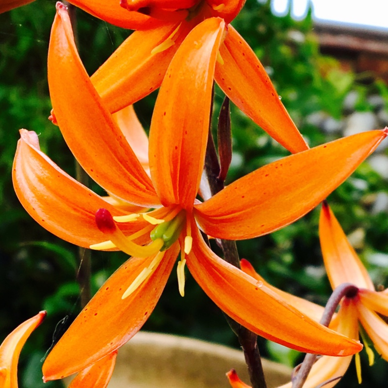 Lily Orange Marmalade (Martagon) in the GardenTags plant encyclopedia