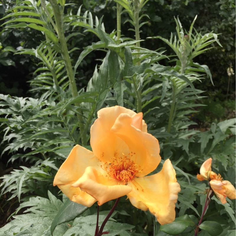 Hybrid Tea Rose Mrs Oakley Fisher in the GardenTags plant encyclopedia