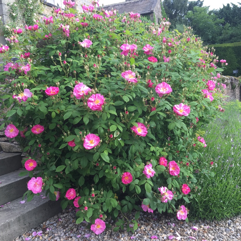 Old Rose St Nicholas in the GardenTags plant encyclopedia