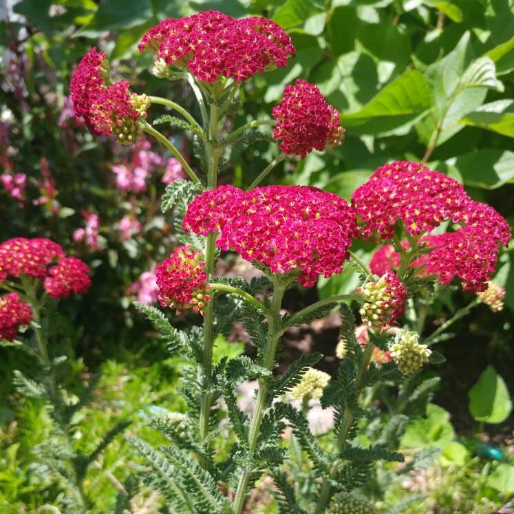 Yarrow Strawberry Seduction in the GardenTags plant encyclopedia