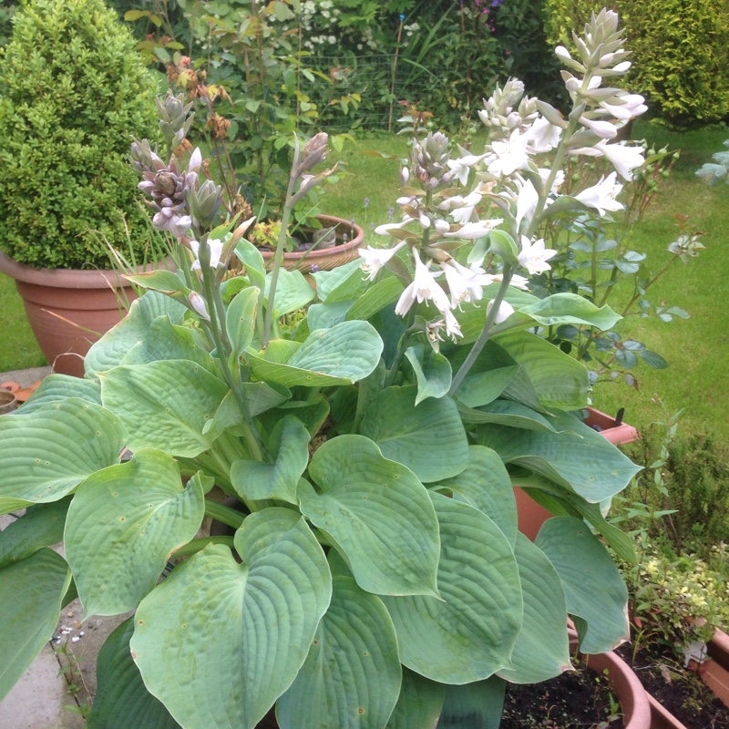 Plantain Lily Bressingham Blue in the GardenTags plant encyclopedia