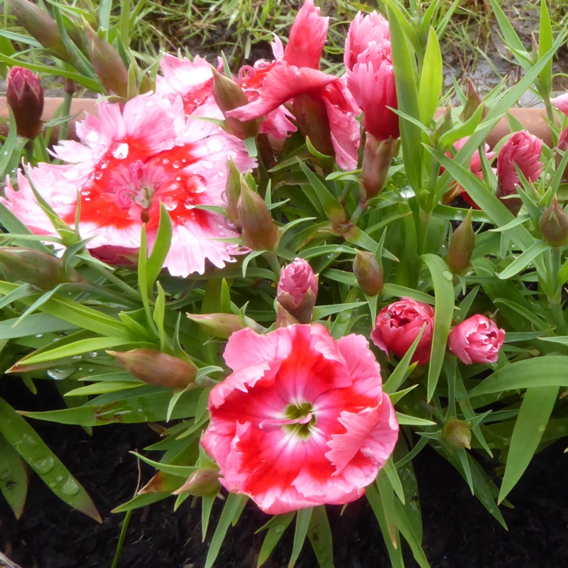 Pink Strawberry Cream in the GardenTags plant encyclopedia