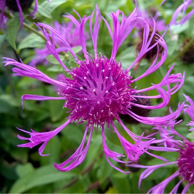 Perennial Cornflower Caramia in the GardenTags plant encyclopedia