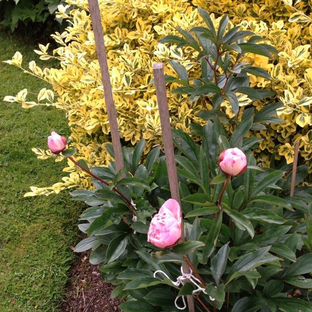 Peony Nymphe (Herbaceous) in the GardenTags plant encyclopedia