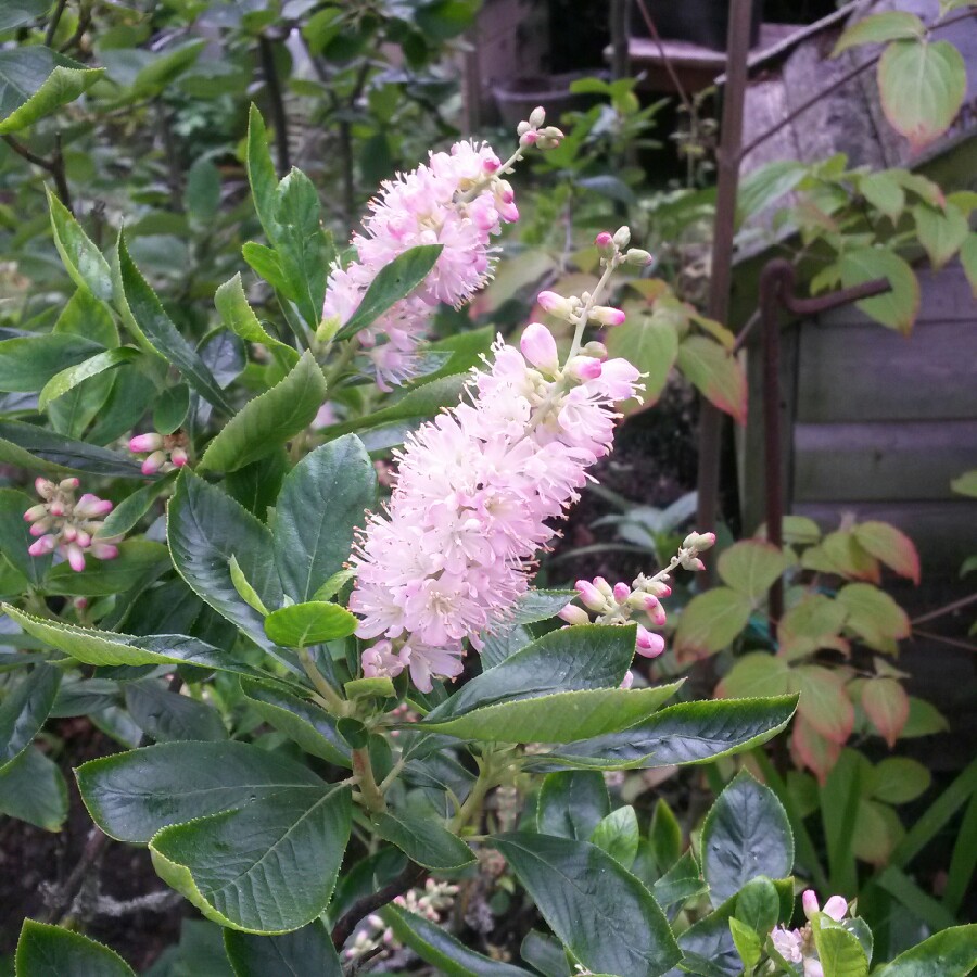 Sweet Pepper Bush in the GardenTags plant encyclopedia