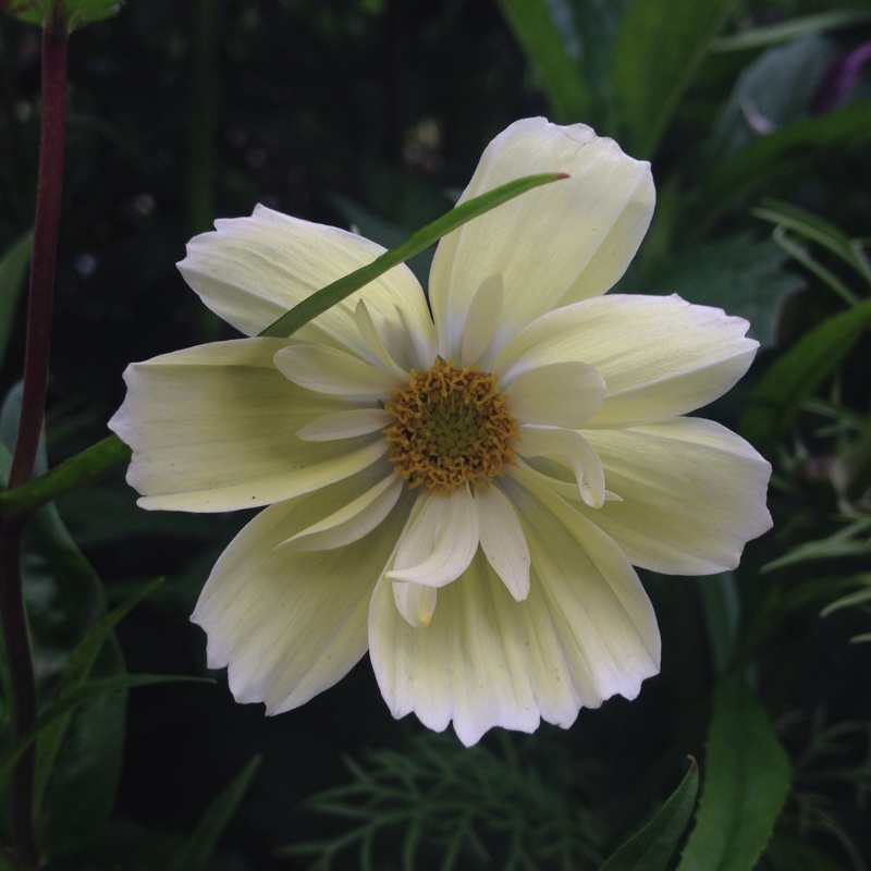 Cosmea Cosmic Yellow in the GardenTags plant encyclopedia