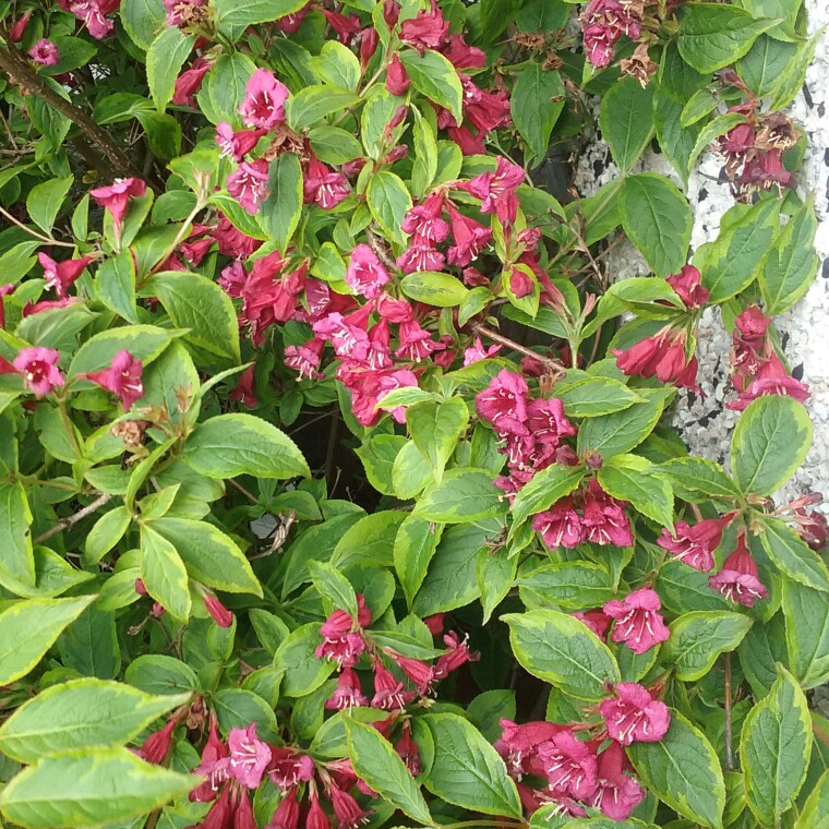 Weigela Moulin Rouge in the GardenTags plant encyclopedia