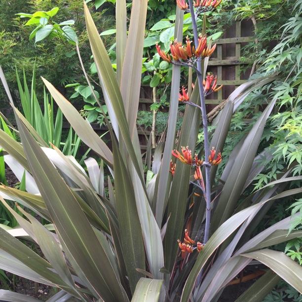 New Zealand Flax Platts Black in the GardenTags plant encyclopedia