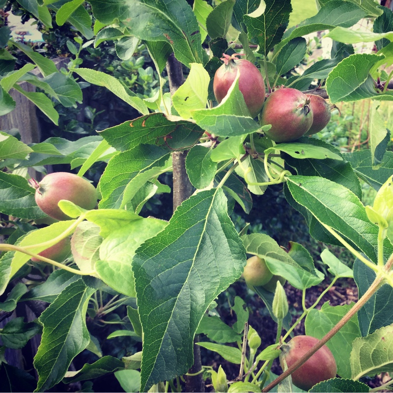 Apple Falstaff in the GardenTags plant encyclopedia