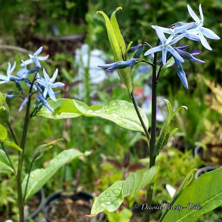 Eastern Bluestar Salicifolia in the GardenTags plant encyclopedia