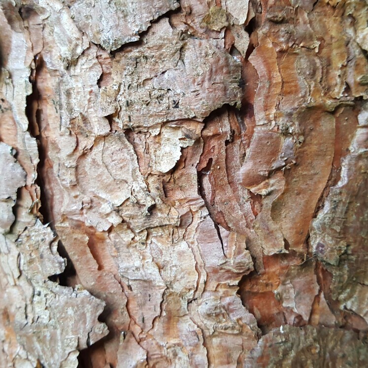 Black Pine in the GardenTags plant encyclopedia