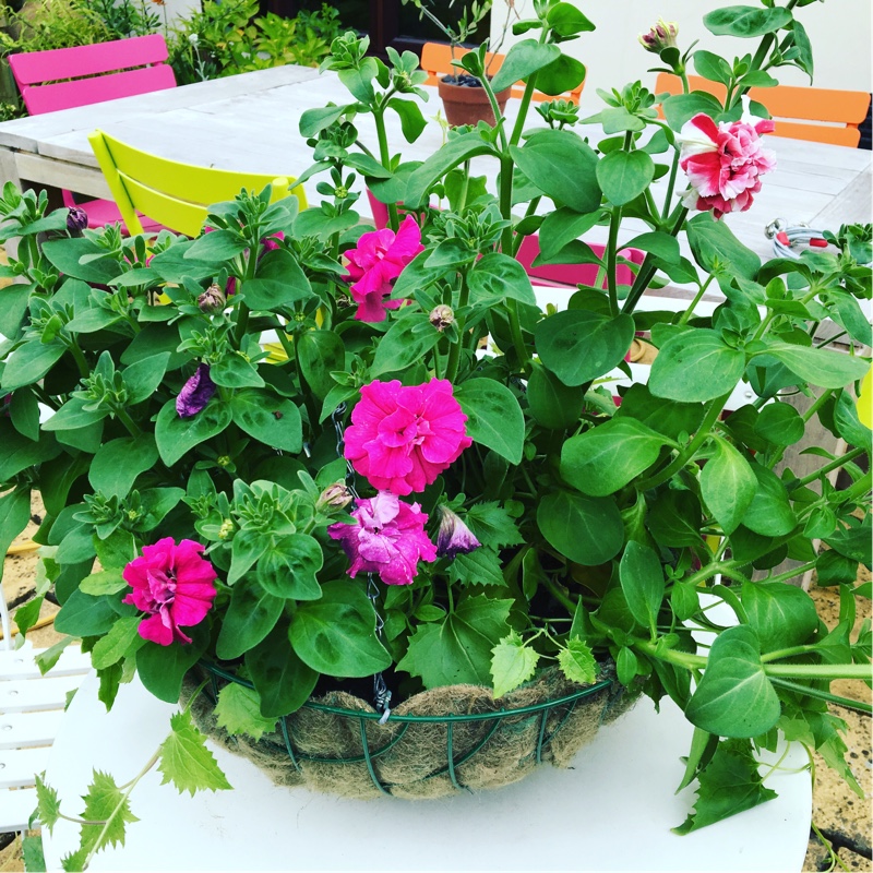 Petunia Picotee Mix in the GardenTags plant encyclopedia