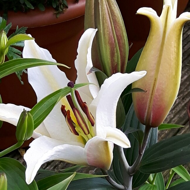 Lily Extravaganza (Oriental) in the GardenTags plant encyclopedia