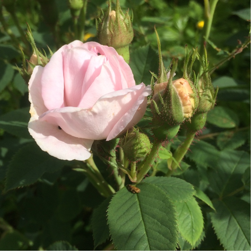 Old Rose Maidens Blush in the GardenTags plant encyclopedia