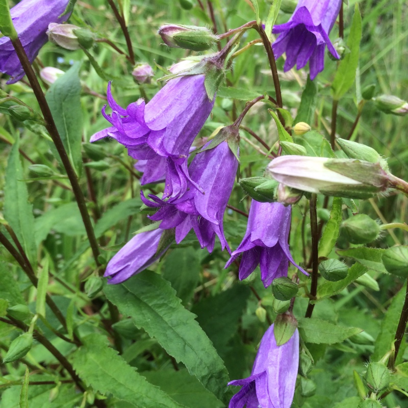 Nettle-leaved Bellflower Bernice in the GardenTags plant encyclopedia