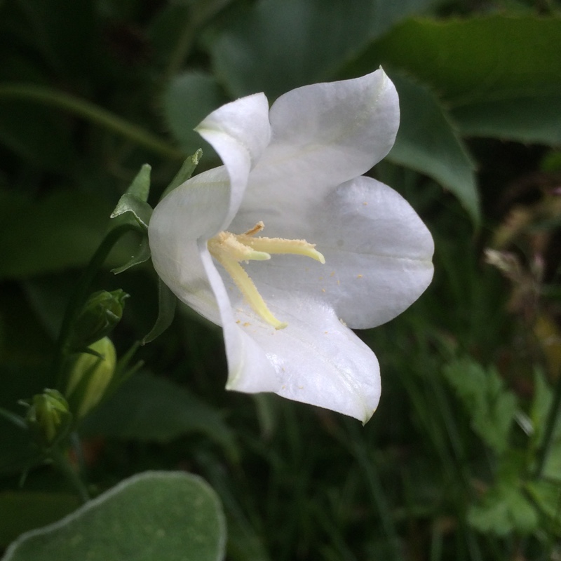 Bellflower in the GardenTags plant encyclopedia