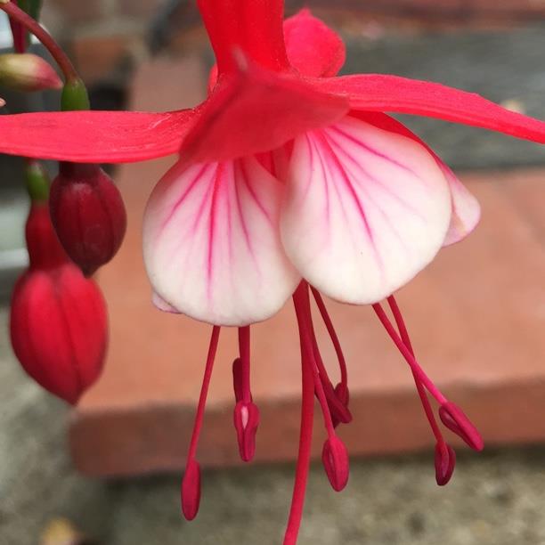 Fuchsia Madame Cornelissen in the GardenTags plant encyclopedia