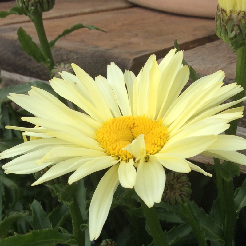 Shasta Daisy Broadway Lights in the GardenTags plant encyclopedia