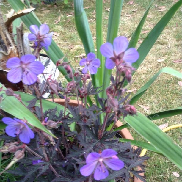 Meadow Cranesbill Black Beauty in the GardenTags plant encyclopedia