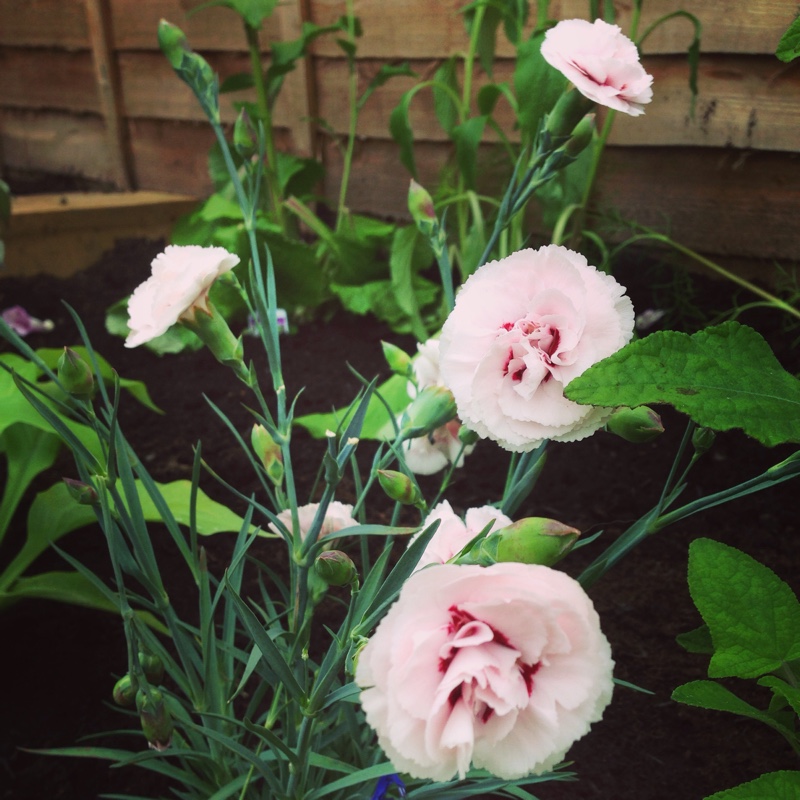 Pink Cranmere Pool in the GardenTags plant encyclopedia