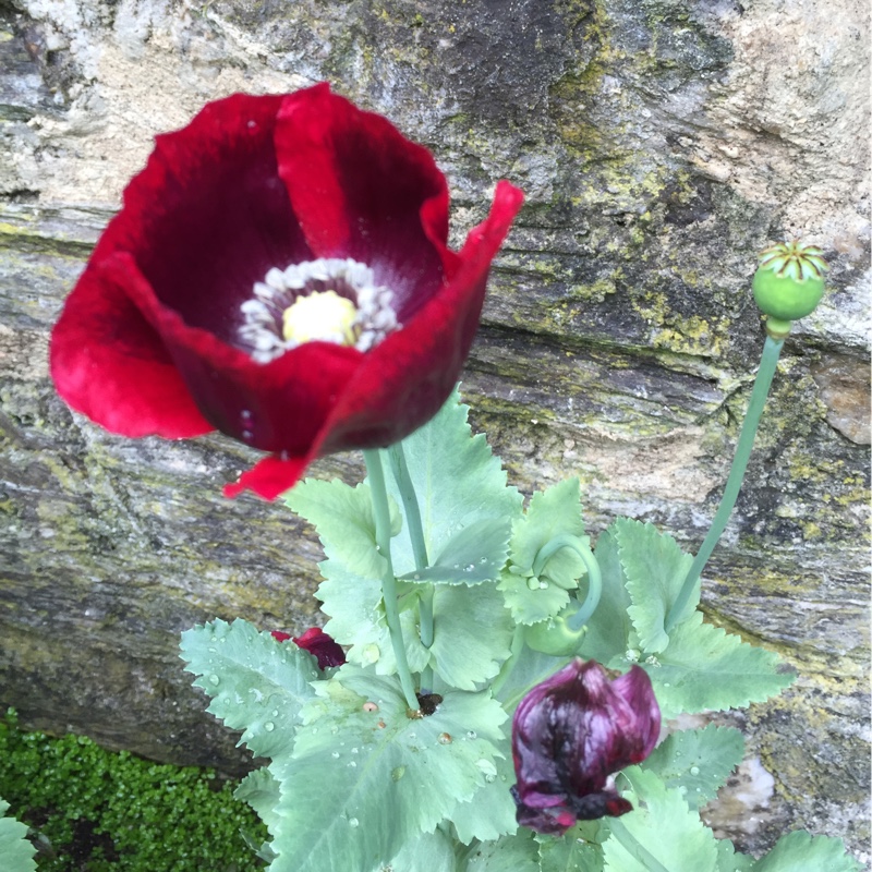 Opium Poppy Laurens grape in the GardenTags plant encyclopedia