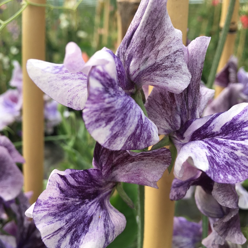 Sweet Pea Earl Grey in the GardenTags plant encyclopedia