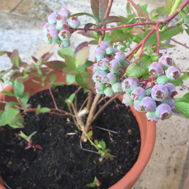 Blueberry Jersey in the GardenTags plant encyclopedia