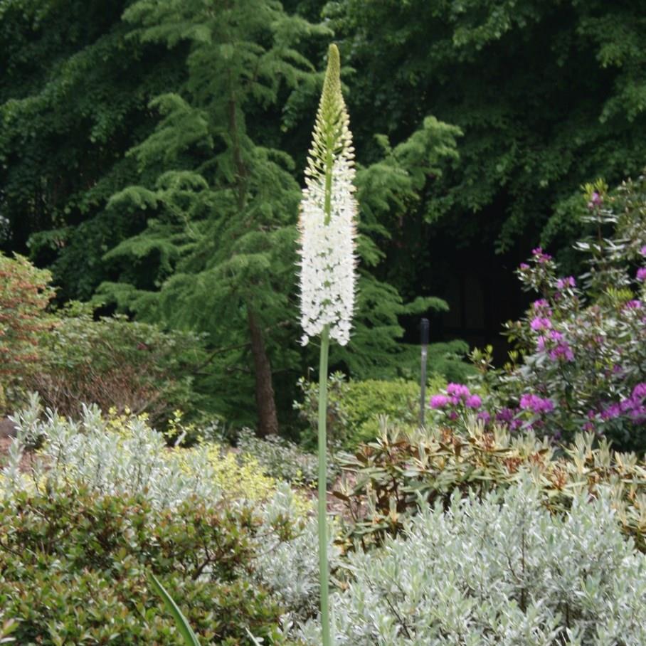 Foxtail Lily in the GardenTags plant encyclopedia