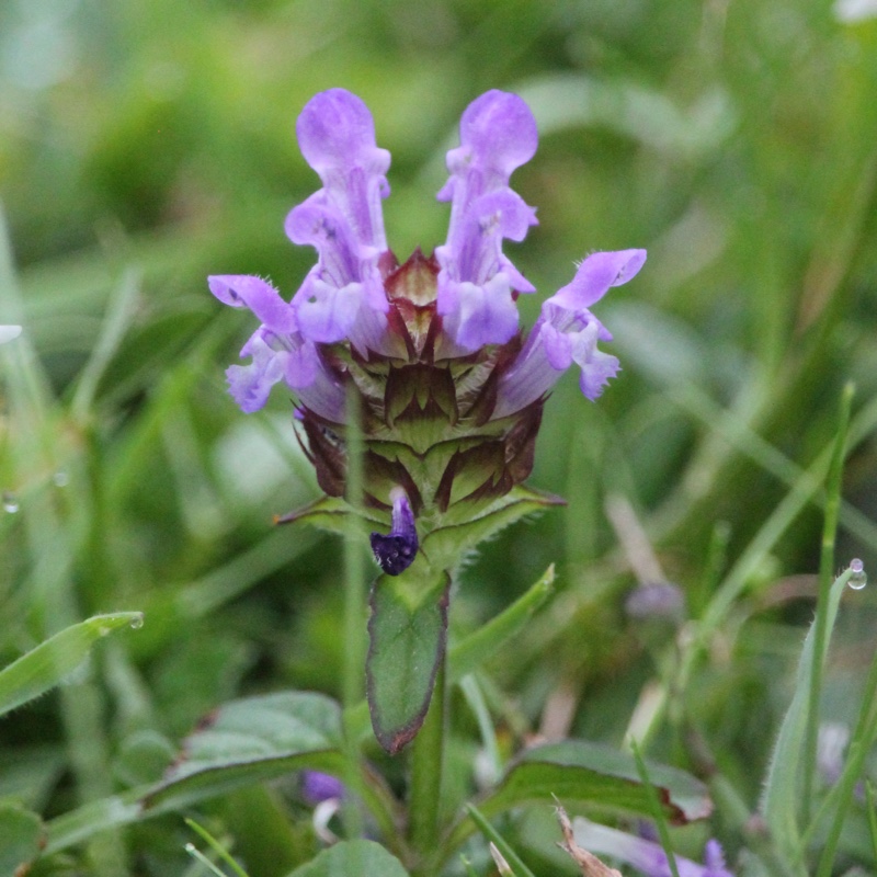 Common Selfheal in the GardenTags plant encyclopedia