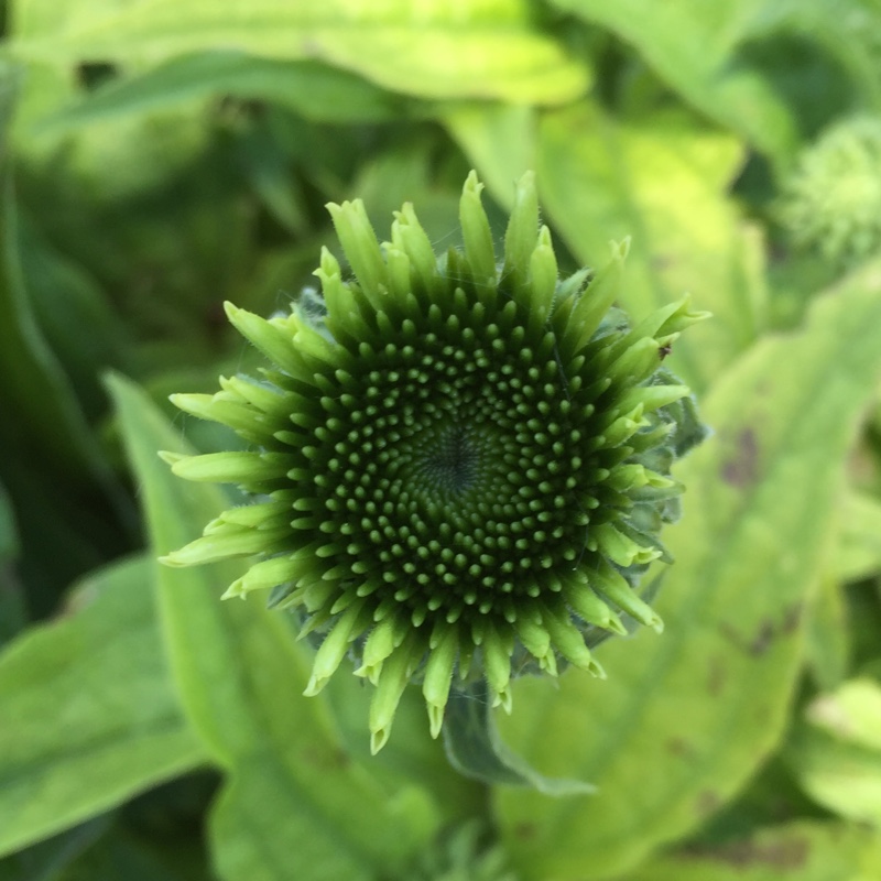 Coneflower Green Jewel in the GardenTags plant encyclopedia