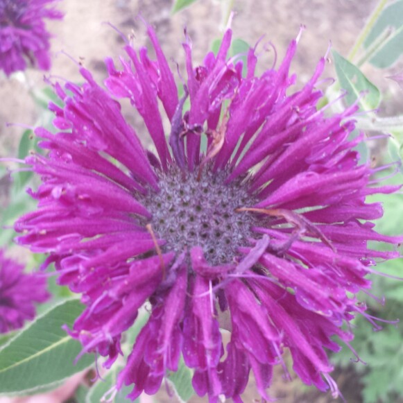 Bergamot Purple Rooster in the GardenTags plant encyclopedia