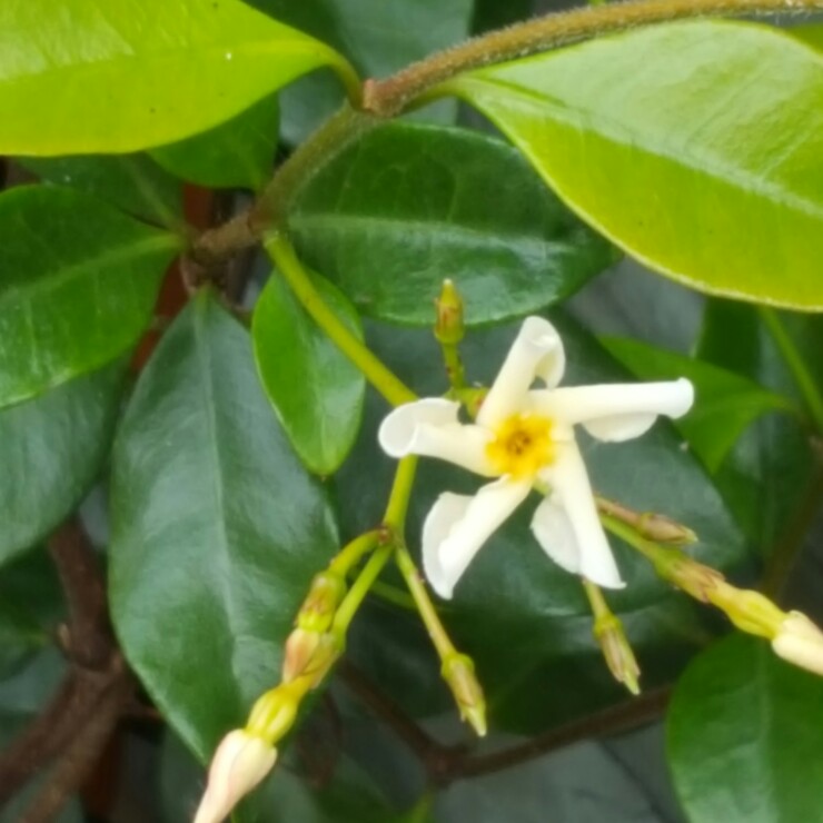 Star Jasmine Star Of Toscana in the GardenTags plant encyclopedia