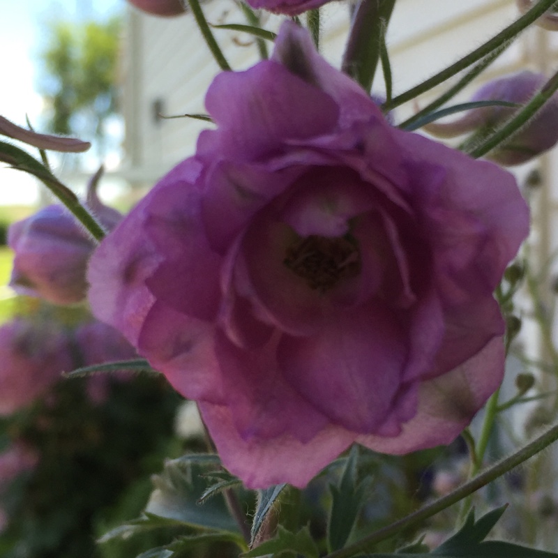 Delphinium Magic Fountains Cherry Blossom in the GardenTags plant encyclopedia