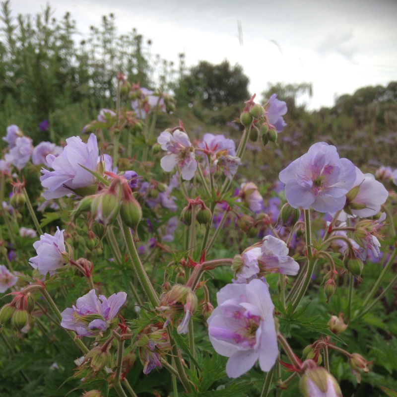 Meadow Cranesbill Else Lacey in the GardenTags plant encyclopedia