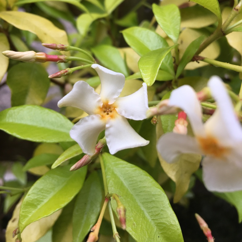 Asiatic Jasmine Golden Memories in the GardenTags plant encyclopedia