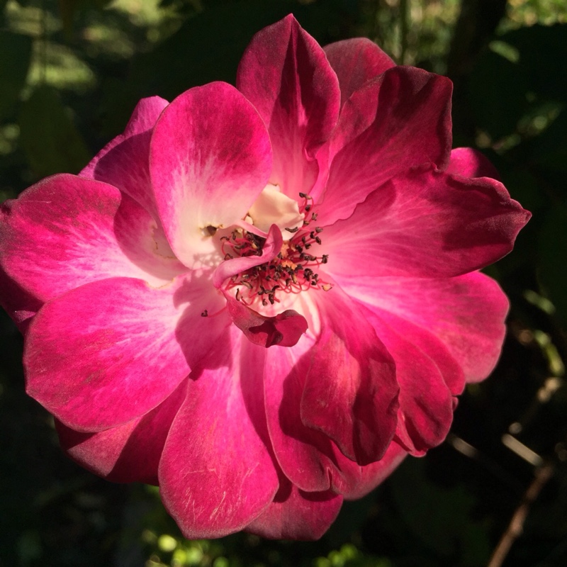 Rose Burgundy Iceberg (Floribunda) in the GardenTags plant encyclopedia