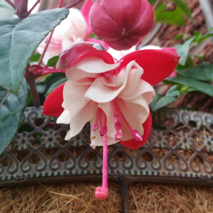 Fuchsia Sir Matt Busby in the GardenTags plant encyclopedia