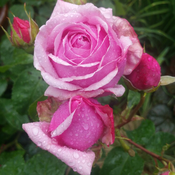 Rose Pretty Jessica (Shrub) in the GardenTags plant encyclopedia