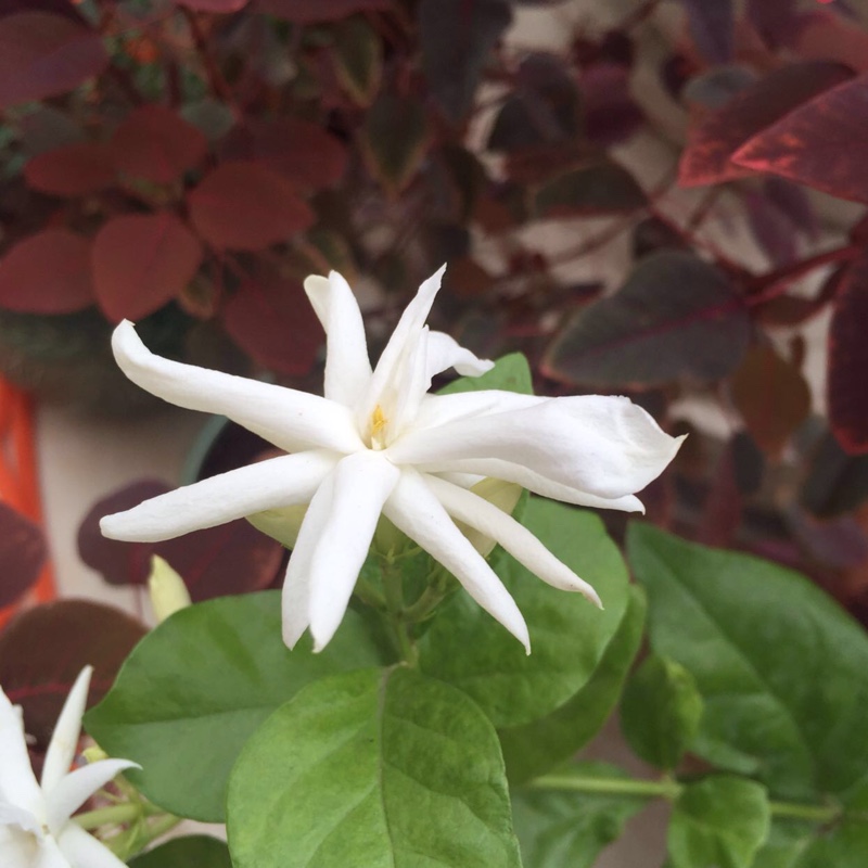 Jasmin Madanban in the GardenTags plant encyclopedia