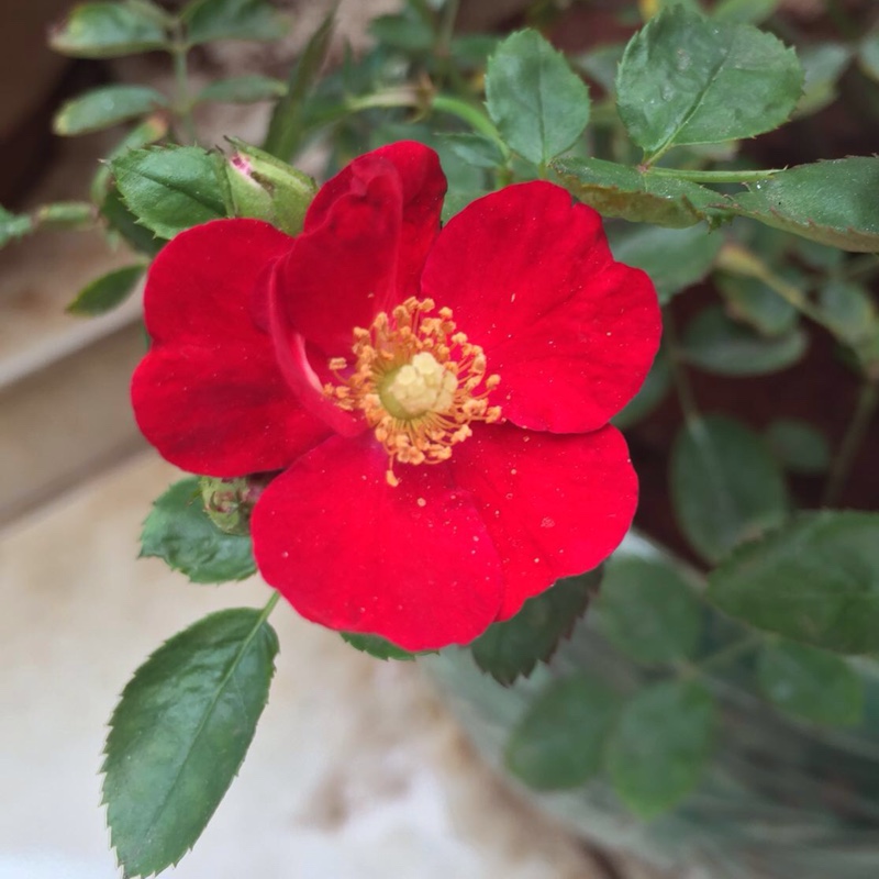 Rose Red Carpet in the GardenTags plant encyclopedia