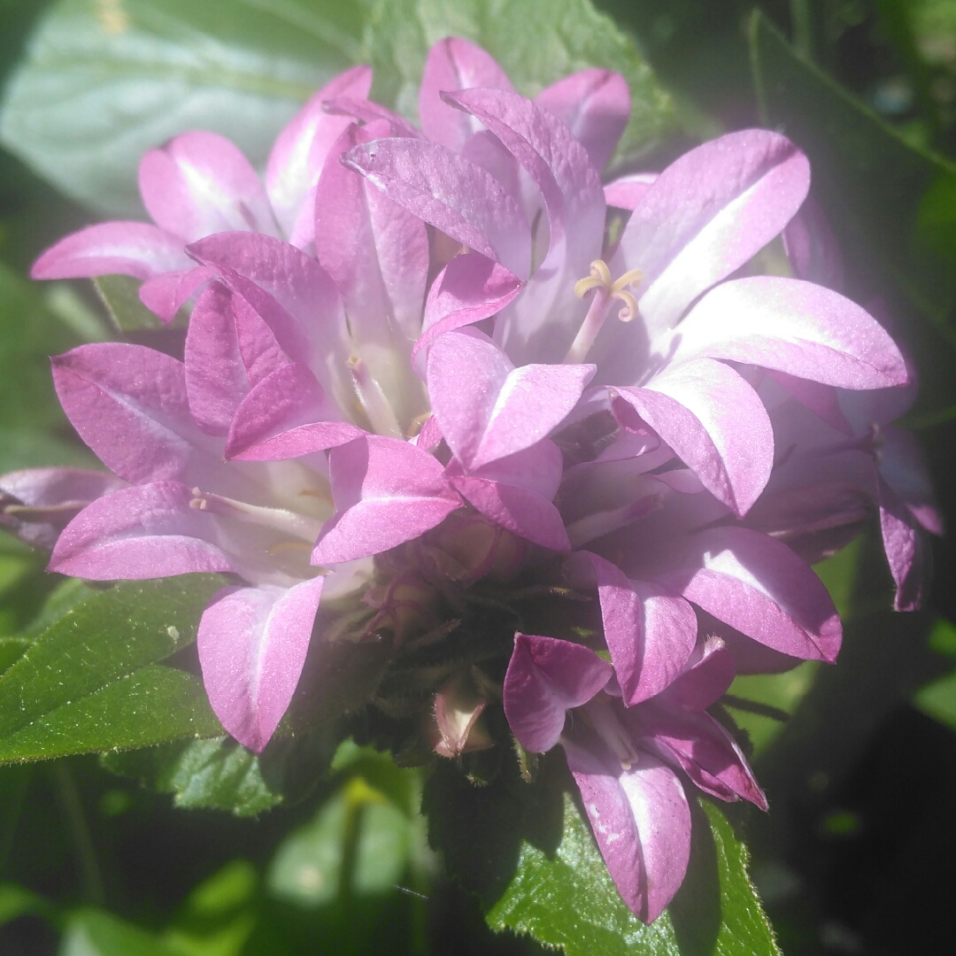 Clustered bellflower in the GardenTags plant encyclopedia