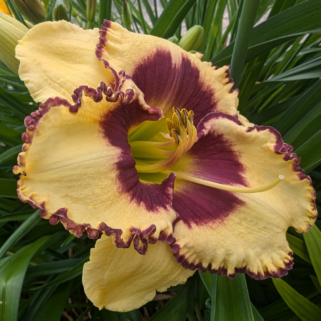 Daylily Adamas in the GardenTags plant encyclopedia